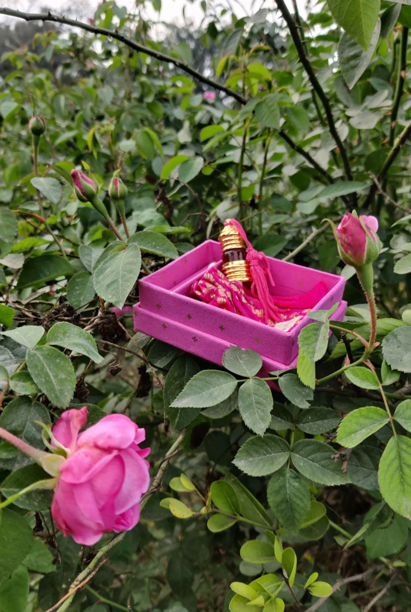 Gulabi Fragrance - Image 3